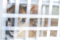 Tuiuiús são salvos pelo Ibama no Pantanal