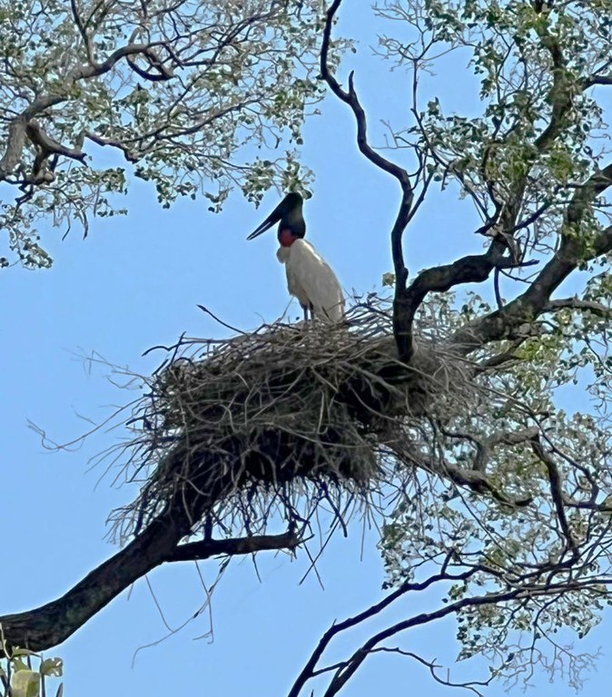 2025-10-20 Ninho de tuiuiús protegido pelos brigadistas do Ibama.jpg