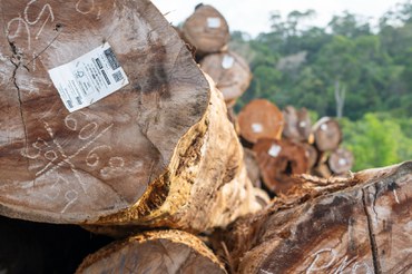 2025-11-18 Tronco com identificação em pátio do plano de manejo.jpg