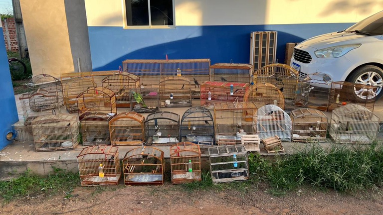 A imagem mostra diversas gaiolas contendo aves silvestres, dispostas em uma calçada de cimento de algum local não identificado, mas semelhante há uma residência. Há um carro de cor branca estacionado também na calçada, próximo às gaiolas, parcialmente mostrado na imagem.
