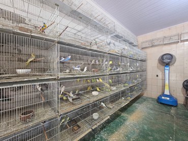 2026-02-09 Estabelecimento mantinha aves em condições de maus-tratos.jpeg