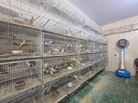 Ação de combate ao tráfico de animais resulta em 35 aves silvestres apreendidas em MT