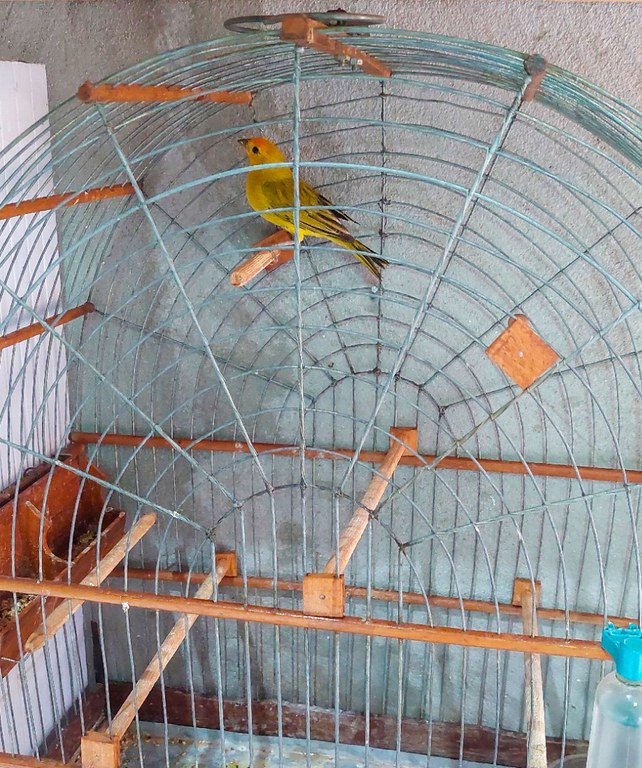 2026-02-09 Uma das aves apreendidas durante operação em Várzea Grande (MT).jpg