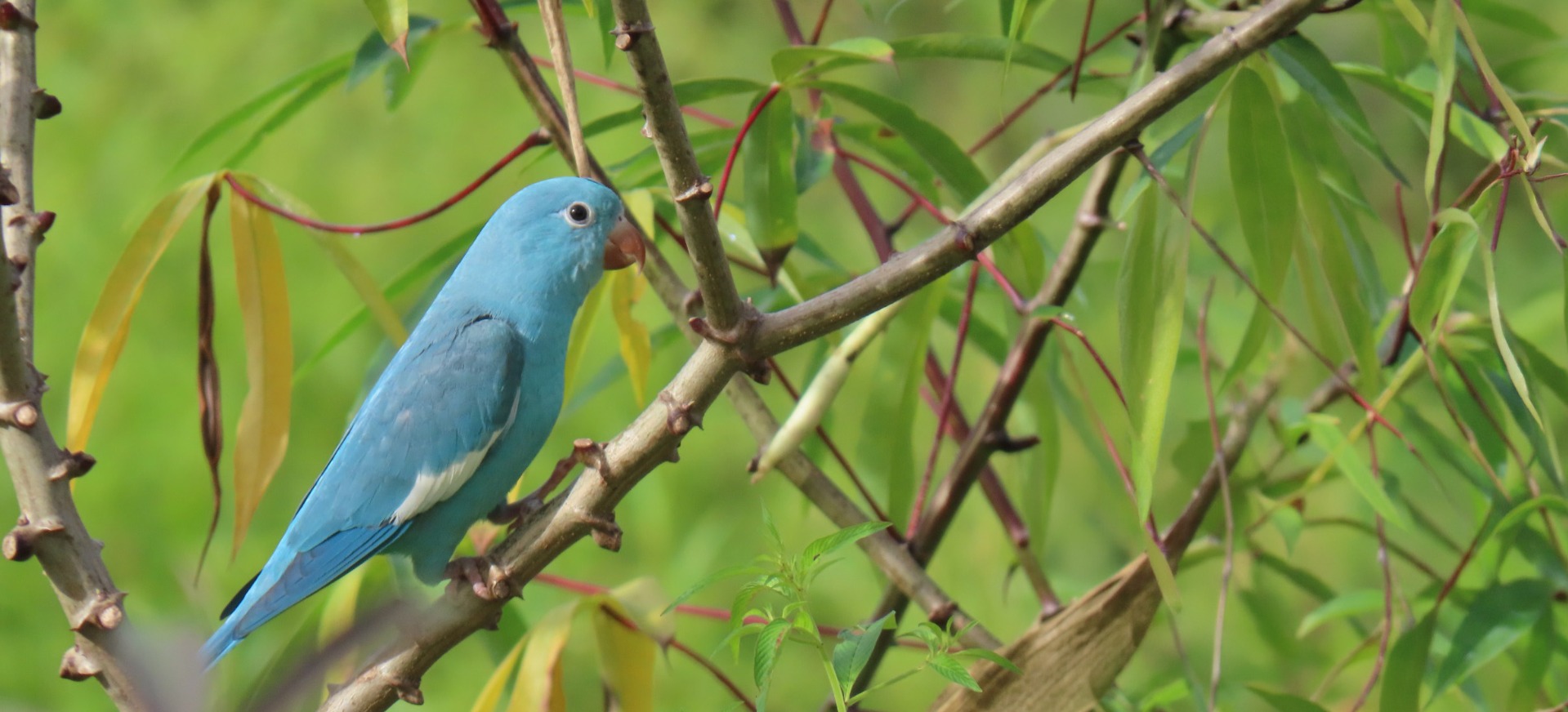Fenômeno conhecido como cianismo foi identificado em periquito-de-encontro-amarelo