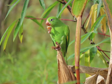 2026-04-02 Periquito-de-encontro-amarelo sem a condição genética.jpeg