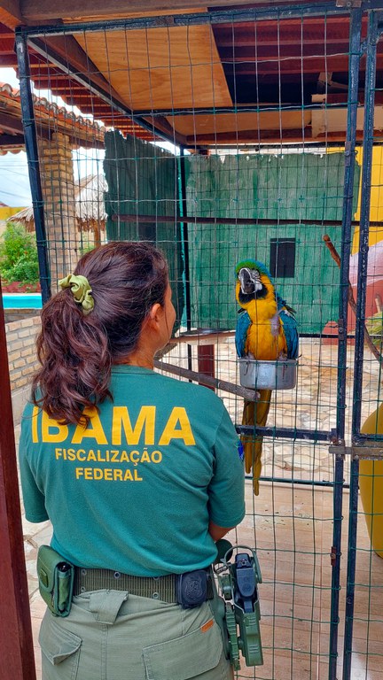 2026-02-02 Arara-canindé apreendida pelo Ibama durante operação-2.jpg