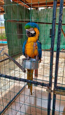 2026-02-02 Ave com sinais de maus-tratos, resgatada durante operação-2.jpg