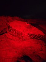 Caminhos de Gigantes: Ibama promove rastreamento da maior espécie de tartaruga marinha do mundo