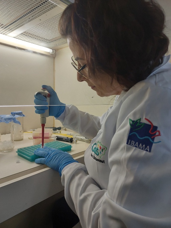 Mulher de jaleco branco com logomarca do Ibama estampada na manga do braço direito e outra logomarca do Cetas na parte da frente da roupa manipula, com luvas azuis, amostras de laboratório sobre uma bancada branca, paredes brancas e teto com tela e uma lâmpada tubular fluorescente.