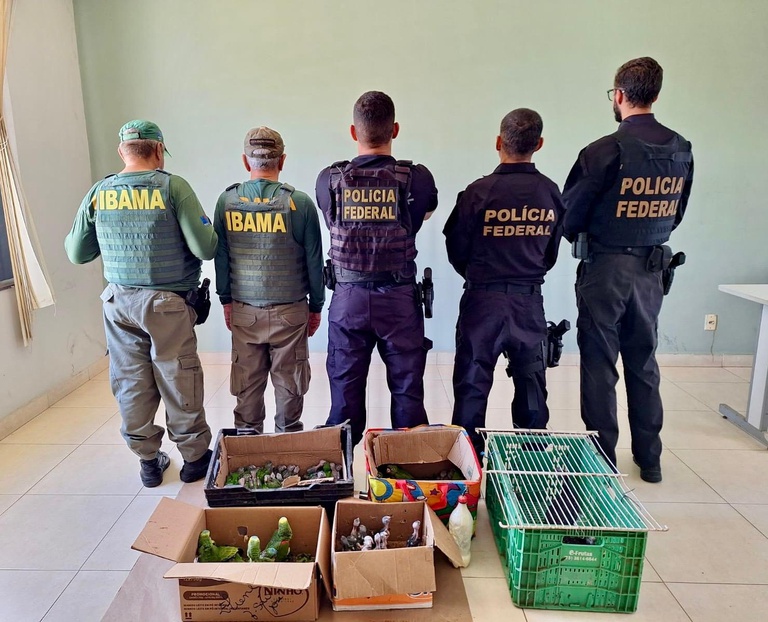 Agentes do Ibama e da PF apreenderam 80 animais durante a operação
