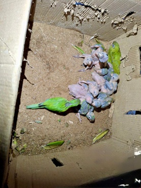 Animais da fauna brasileira apreendidos foram encaminhados ao Cetas na Bahia – Foto: Fiscalização/Ibama