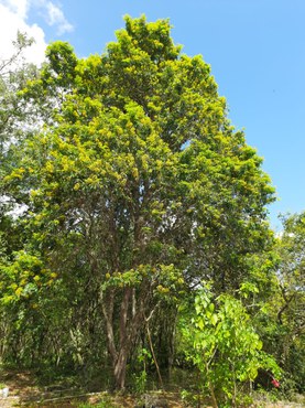 2026-01-30 Árvore de pau-brasil, na Mata Atlântica.jpg