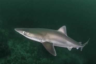 2026-01-30 tubarão-bico-de-cristal aumento no controle do comércio internacional.jpg