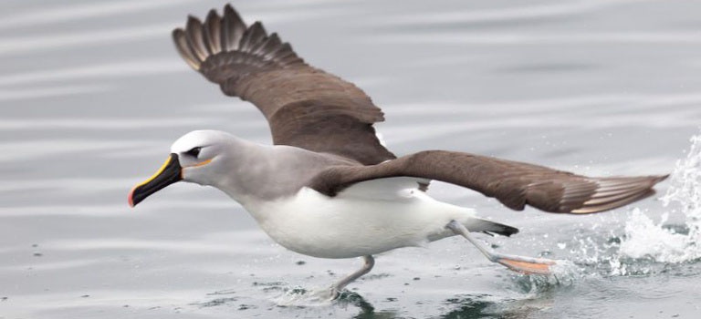 2026-03-04 O Albatroz-de-nariz-amarelo (Thalassarche chlororhynchos) se reproduz apenas em ilhas de um arquipélago localizado no sul do Oceano Atlântico.  Fora do período, migra pelo Brasil.jpeg