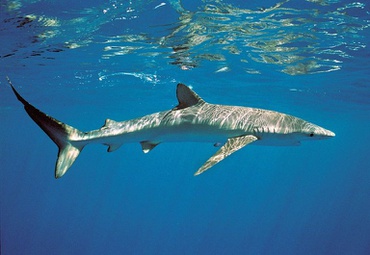 2026-03-04 O Tubarão-azul (Prionace glauca) está presente em todos os oceanos, realiza longas migrações, podendo ir do extremo norte ao sul do Oceano Atlântico, podendo ser encontrado em toda a costa brasileira.jpeg