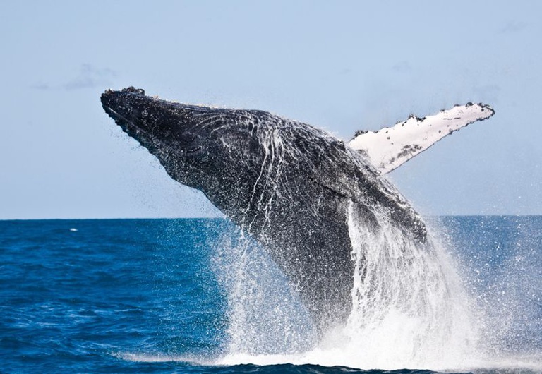 A Baleia-jubarte (Megaptera novaeangliae) é um mamífero marinho que migra das águas frias da Antártida para o litoral brasileiro, especialmente a região da Bahia.jpeg