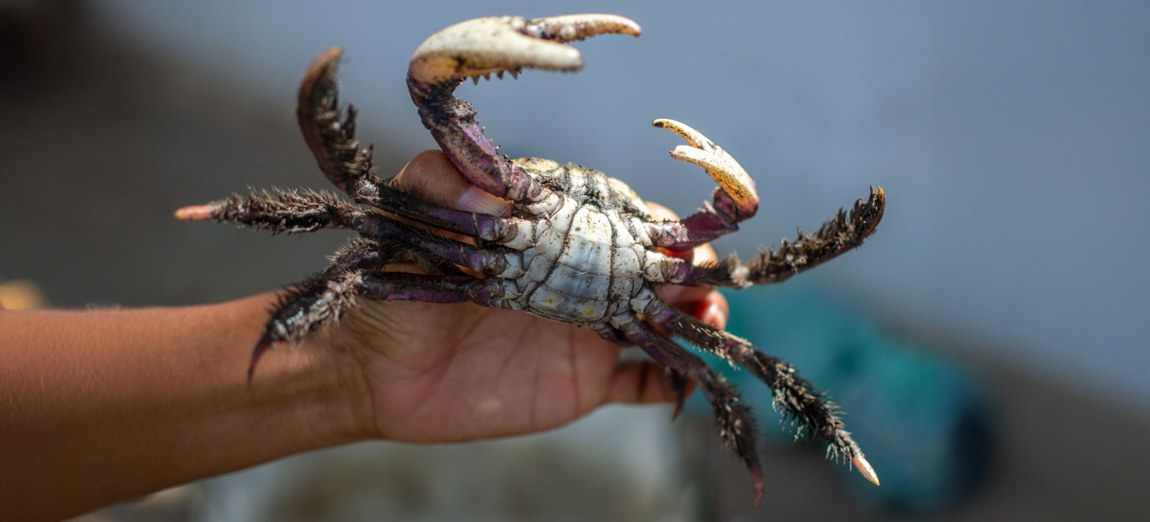 Período protege a reprodução da espécie e proíbe captura, transporte e comercialização em etapas que se estendem até abril