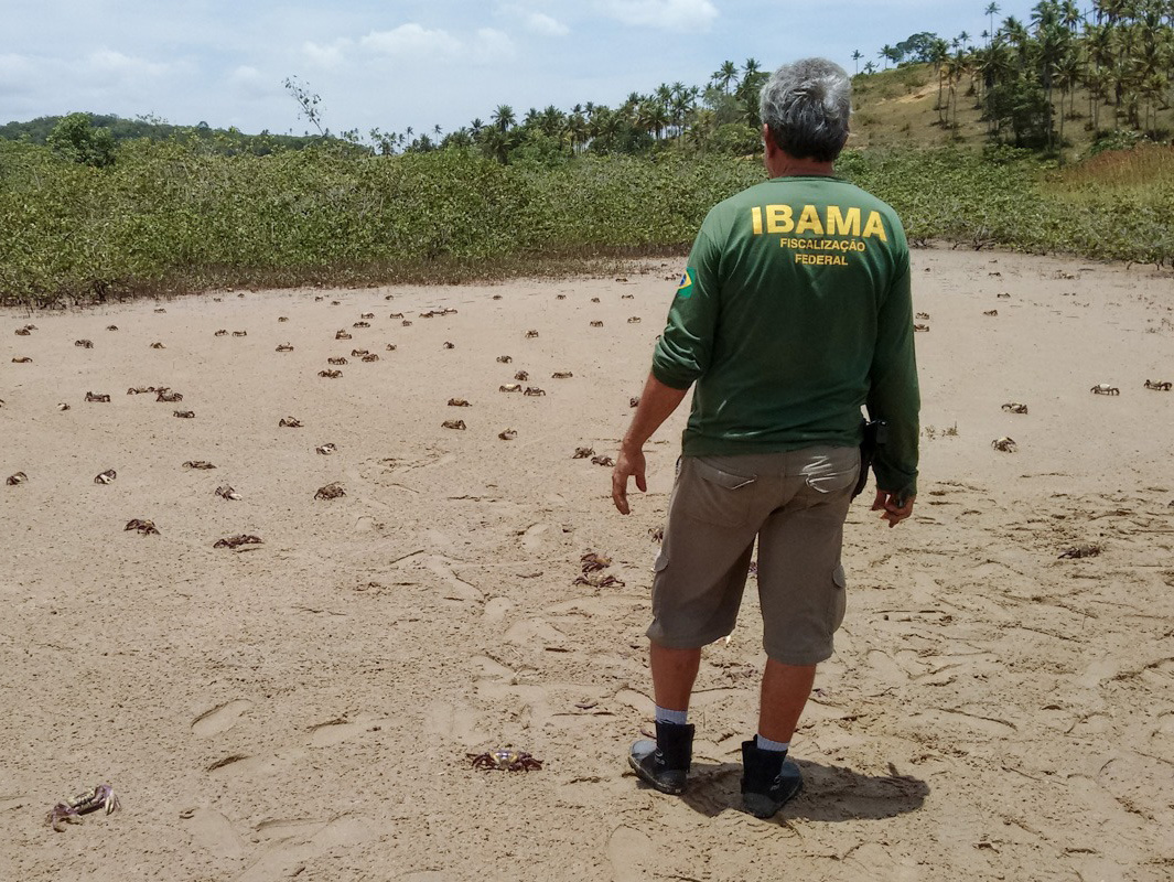 2026-01-15 Época de reprodução do caranguejo-uçá ocorre durante períodos de defeso em diversos estados.jpeg