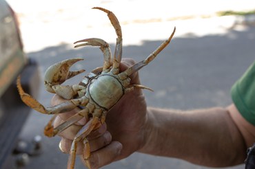 2026-01-15 Exemplar de caranguejo-uçá.jpeg