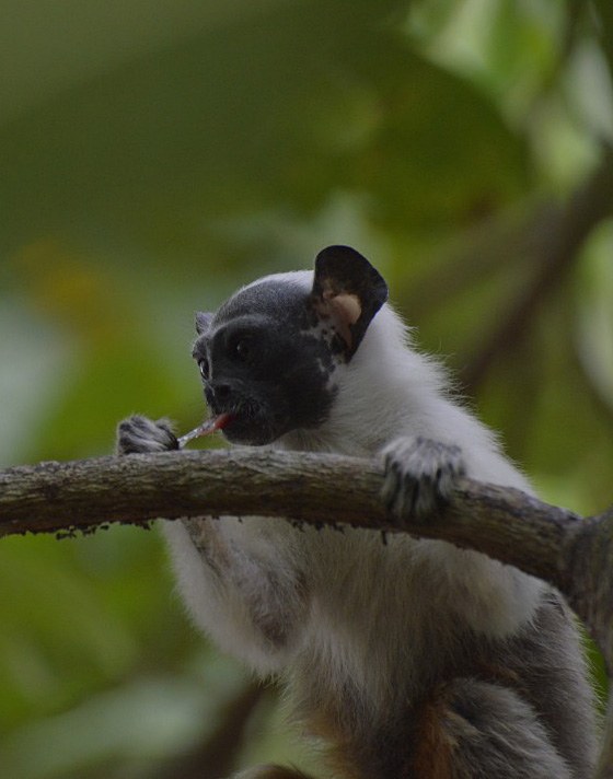 2026-01-21O sauim-de-coleira está atualmente classificado como criticamente em perigo de extinção.jpeg