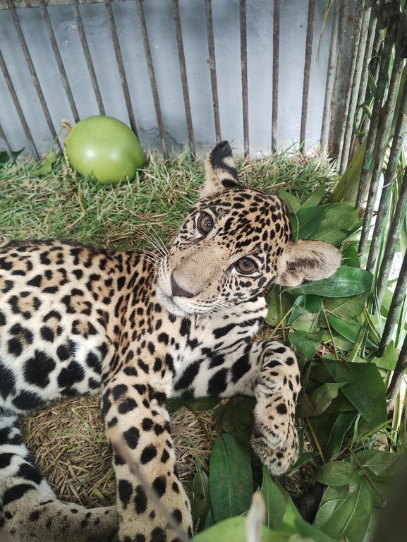 m filhote de onça-pintada está deitado dentro sobre vegetação de um recinto próprio para felinos rodeado de grades de metal, com o olhar direto para a lente da câmera fotográfica. No local, atrás do animal, há um fruto verde de casca lisa.  
