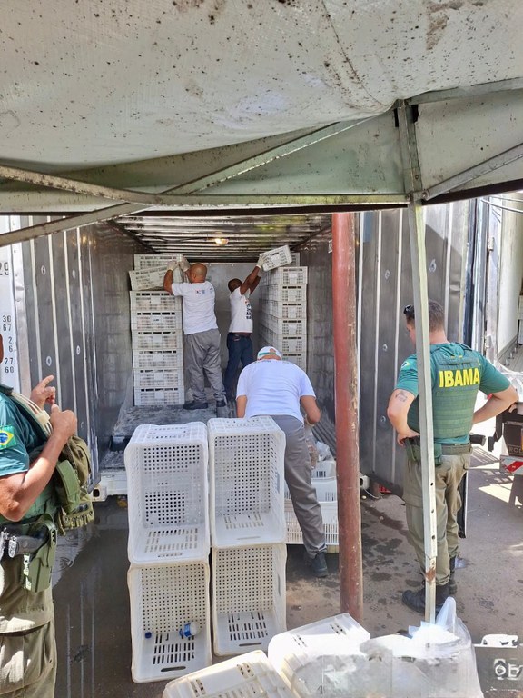 2026-02-11 Agentes fiscalizando o estoque de lagosta. O defeso da espécie segue vigente até 30 de abril.jpeg