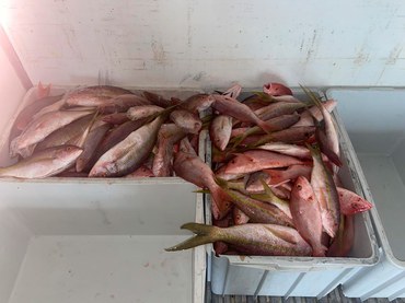 2026-02-19 Parte do pescado apreendido durante a operação.jpg