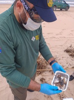 Ibama coleta amostras de óleo no litoral da Bahia e Sergipe para identificar origem do material