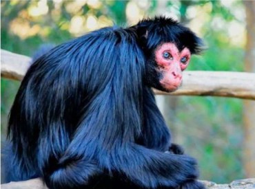 2026-02-03 Fêmea de macaco-aranha-de-cara-vermelha foi resgatada após ter sido mantida ilegalmente em cativeiro doméstico.jpeg