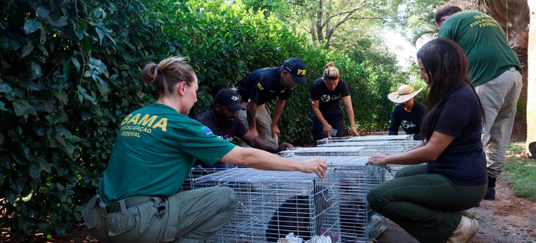 2026-04-10 Agentes do Ibama e da PRF durante o resgate dos macacos-prego.jpg