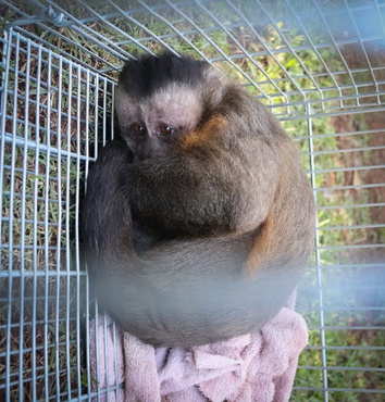 2026-04-10 Macaco-prego resgatado apresenta medo exacerbado.jpg