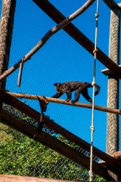 2026-04-10 Novo lar macaco-prego em recinto amplo e com ambientação adequada.png