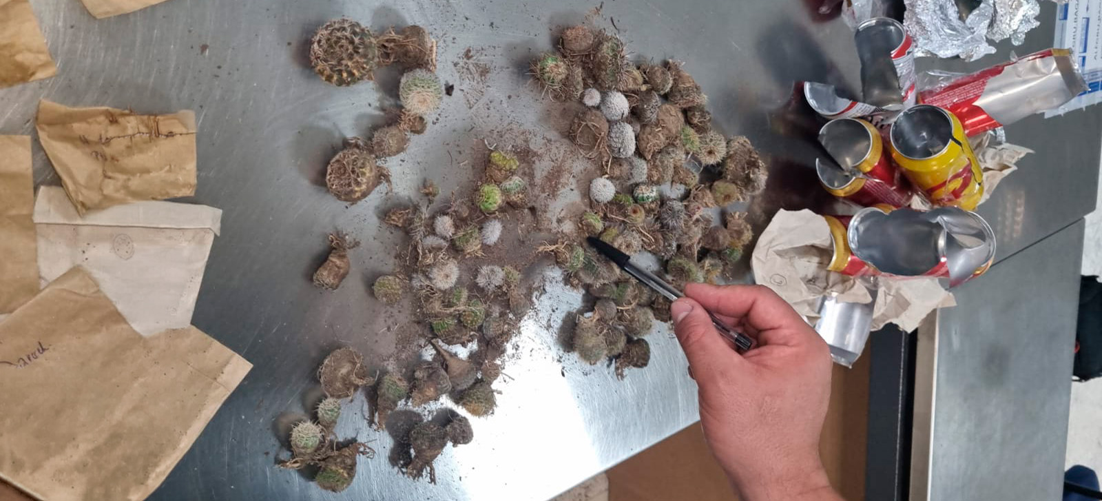 Ação, com cooperação internacional, apreende espécimes retirados ilegalmente do Rio Grande do Sul