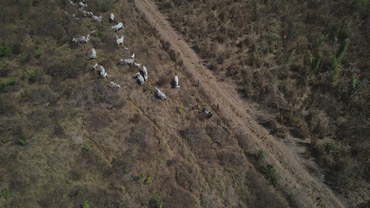 2026-01-22 Gado em pasto irregular em Área de Reserva Legal em PDS.JPG