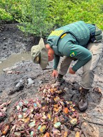Ibama fiscaliza e multa comércios durante defesos do caranguejo-uçá e da lagosta no RN