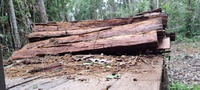 Ibama flagra extração ilegal de madeira em reservas legais no sudeste do Pará
