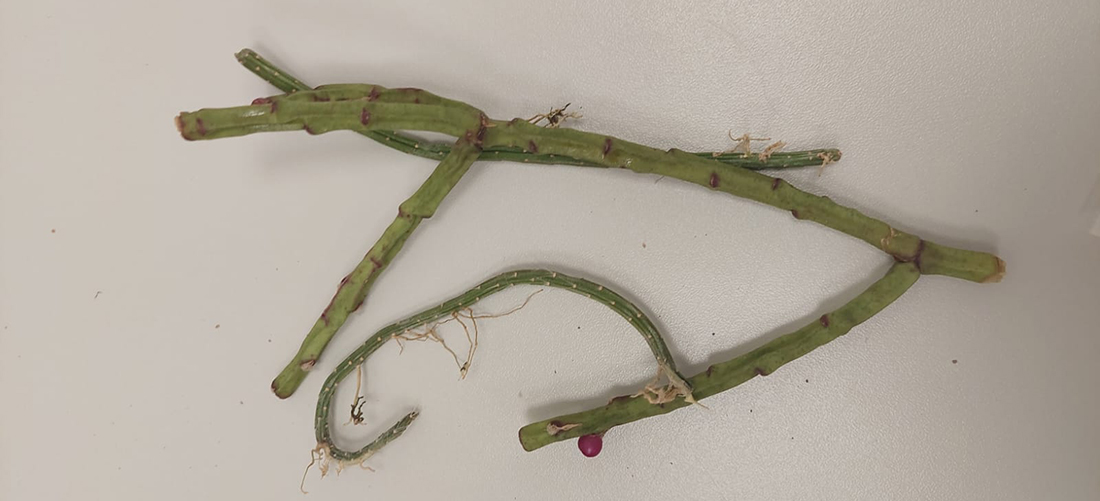 Ação conjunta com a Polícia Federal flagra tentativa de saída irregular de espécies protegidas; é a segunda apreensão em menos de um mês no RS