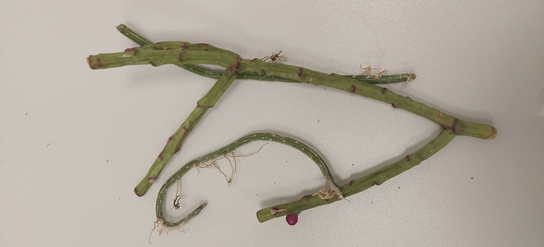 Apreensão no Aeroporto de Porto Alegre/RS