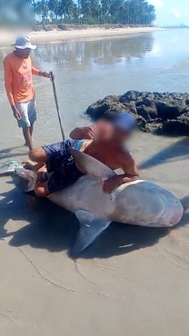 2026-04-01 Vídeo da captura ilegal do animal viralizou nas redes sociais.png