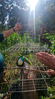Ibama realiza primeira soltura de animal silvestre reabilitado no Cetas de Benevides (PA)