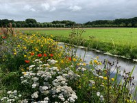 Ibama reanalisa agrotóxicos à base dos ingredientes ativos metomil e tiodicarbe