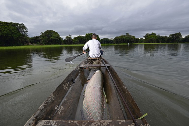 Manejo sustentável do pirarucu