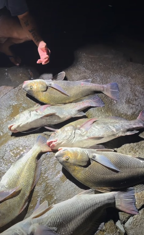 2026-04-08 Miragaias pescadas ilegalmente foram exibidas pelo influenciador em uma rede social.jpg