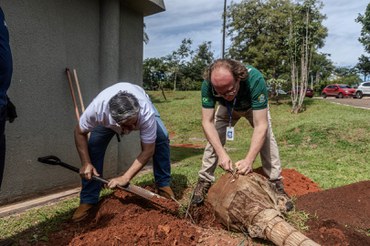 2026-02-19 Os presidentes do Ibama e da SBP plantando uma palmeira endêmica do Cerrado.jpg