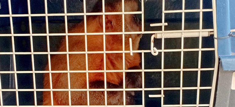 2026_03_23_macaco_justica