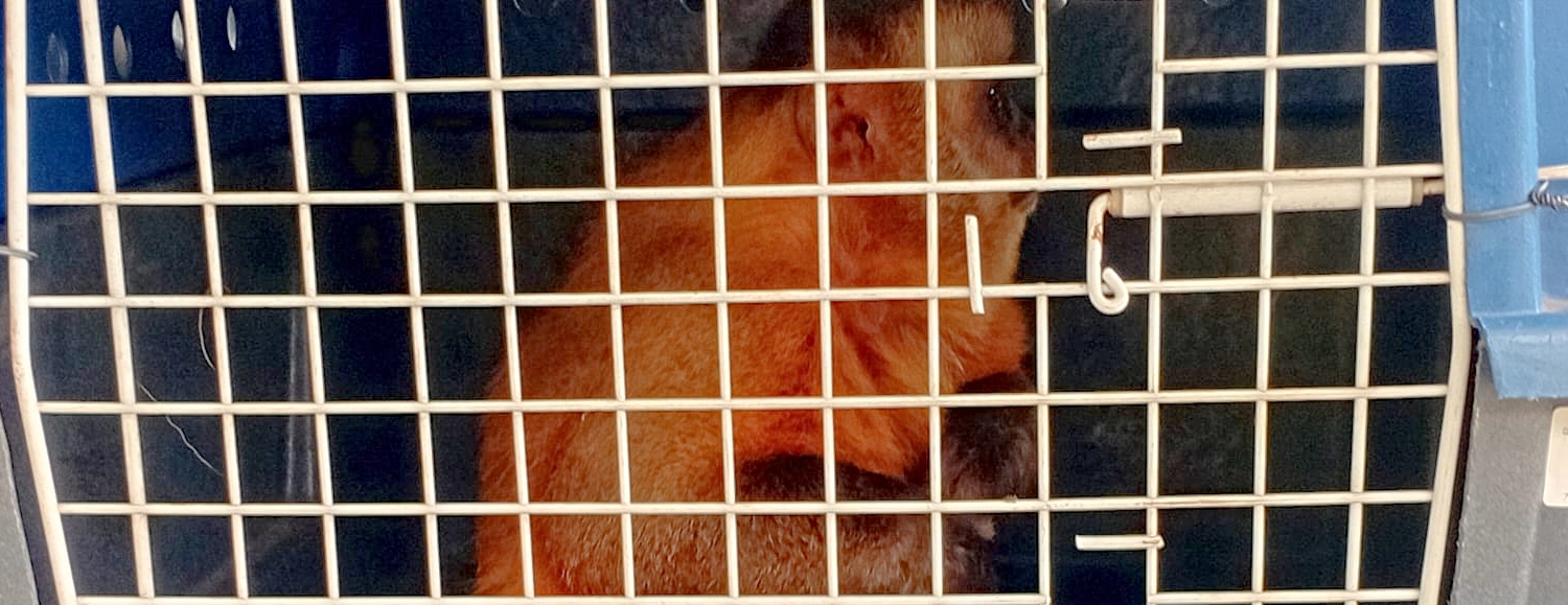 Apreensão ocorreu em 2021 durante operação do Ibama; detentor dos animais conseguiu manter a guarda por meio de decisão judicial