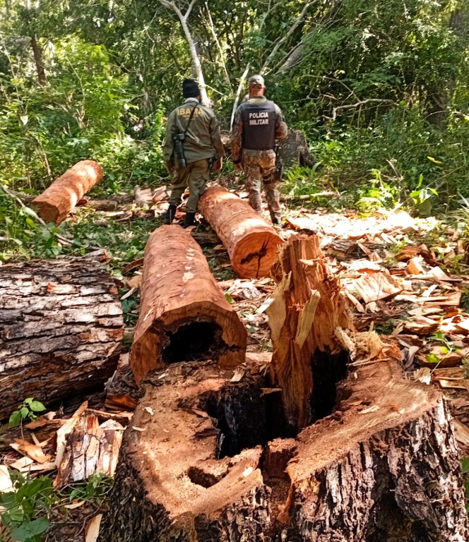  a foto mostra um toco de árvore recém cortado em uma área desmatada no interior da floresta; na frente do toco, estão quatro troncos de árvore no chão, além de um agente do Ibama e um policial militar, ambos de costas.