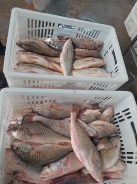 2026-02-26 Parte do pescado apreendido pela equipe de fiscalização.jpeg