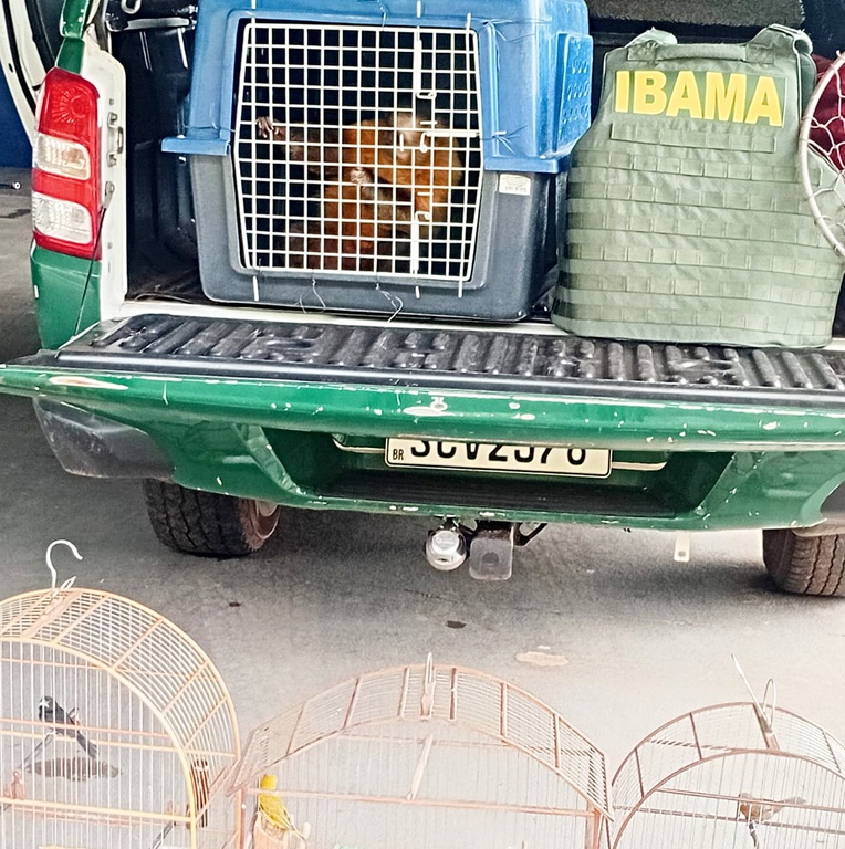 2026_03_24_macaco_MS