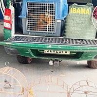 Manutenção ilegal de animais silvestres resulta em destinação e resgate de primata em MS